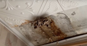 Областная прокуратура проведет проверку в доме с грибами на потолке 