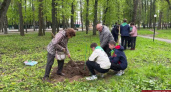 В Центральном парке во Владимире высадили 10 красных дубов 