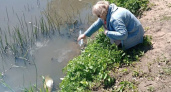 Жители одной из деревень Киржачского района пожаловались на зловонный запах и гибель рыбы в водоеме 