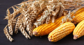 Производителей зерна во Владимирской области уличили в нарушении требований безопасности