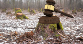 Лесоруба из Гусь-Хрустального осудили за вырубку 139 деревьев «по ошибке»