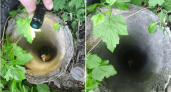 Во Владимире с помощью смекалки спасли провалившегося в трубу котенка
