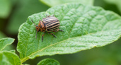 Колорадский жук исчезнет навсегда: как избавиться от вредителя без химии