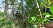 Во Владимирской области гусеницы пожирают реликтовые дубы