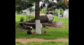 В парке Липки во Владимире спилили зараженные ясеневой изумрудной златкой деревья 