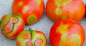 Владимирские теплицы проверят на вирус пятнистого увядания томатов