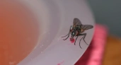 Рой мух покинет ваш дом через 3 минуты: этот чудо-раствор изведет всех жужжащих насекомых