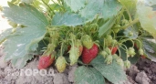 Клубника осунулась и не плодоносит: 5 самых грубых ошибок при выращивании - дачникам на заметку