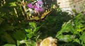 Во Владимире заметили редкую бабочку махаона 