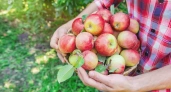 Повесьте на яблоню это и всегда будете с урожаем - старинный метод ускорит плодоношение