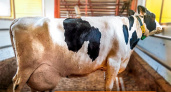 Корова-рекордсменка из Владимирской области дала 112 тонн молока 