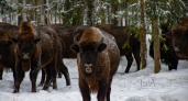 В Суздальском районе появится филиал природного заказника с зубрами 
