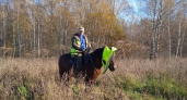 Госохотинспекторы Гороховецкого района нашли в лесу конного охотника