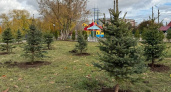 В Добром высадили 50 туй и 18 сизо-голубых елей