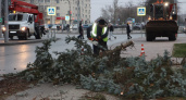 На площади Победы во Владимире начали вырубать больные ели 