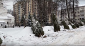 На площади Победы во Владимире высадили 15 новых елей 