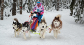 В Доброграде пройдет гонка на собачьих упряжках "Семь вёрст"