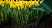 Владимирский тепличный комбинат планирует вырастить в 2025 году 1,8 млн тюльпанов 15 расцветок
