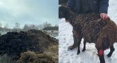 На муромской ферме из-за плохого содержания собаки покалечили купленных на миллионный грант овец