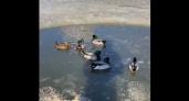 Ковровские спасатели помогли женщине вызволить уток из ледяного плена 