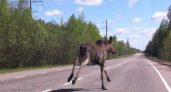 Во Владимирской области назвали самые опасные районы из-за весенней миграции диких животных