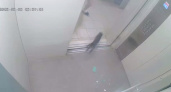 Во владимирской многоэтажке неадекват разбил зеркало в лифте кошкой 