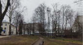 Россельхознадзор обязывает собственников в Муроме спилить деревья со златкой