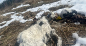 В Киржачском районе обнаружили стихийное захоронение молодняка крупного рогатого скота