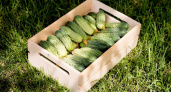Быстро соберете урожай: эти два сорта огурцов опытные дачники сметают с полок в два счета