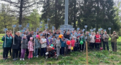 Владимирцы высадили более 25 тысяч сосен в дни акции «Сад памяти»