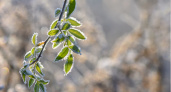 Владимирцев предупреждают о майских заморозках до -3