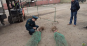 В городе Александров Владимирской области Россельхознадзор остановил незаконную продажу саженцев
