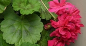 Добавьте каплю в воду, и даже "лысая" герань начнет обильно цвести: простые хитрости для пышных бутонов