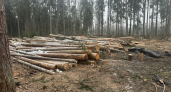 В Петушинском районе найдены нарушения лесного законодательства