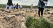 Во Владимирской области высадили 3 тысячи га лесных культур в 2025 году