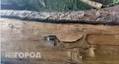 В Селивановском районе установлен фитосанитарный карантинный режим