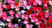 Для роскошного цветения петунии: добавьте 1 пилюлю в воду - и шапки диаметром 40 см гарантированы