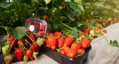 Собираю ведро клубники с одного рядка: как увеличить урожай крупных и сладких ягод - рецепт подкормки