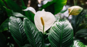 Заставляем спатифиллум цвести круглый год: лайфхаки по уходу за растением от опытных цветоводов 