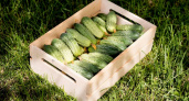 Превратите грядку в конвейер: простые способы получить огурцы до октября