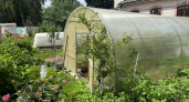 Проветриваем теплицу правильно: 5 шагов к богатому урожаю от опытных дачников