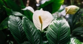 Как "разбудить" спатифиллум: эти 4 простые подкормки вернут растению пышные бутоны - рецепты