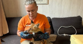 Владимирским волонтёрам удалось спасти лисёнка по кличке Челси