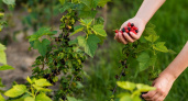 1 гениальный прием — и вся смородина сама окажется в ведре: ни усилий, ни грязных рук