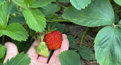 Будет море клубники уже в следующем году: агроном поделился секретами черенкования – под силу всем дачникам 