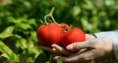 На Юге дачники подкармливают томаты этим: плоды получаются крупные и сладкие – лайфхак на миллион