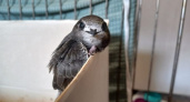 Во Владимирской библиотеке спасли и выходили маленького стрижа