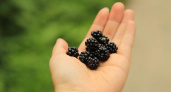 Опасная правда о ежевике от врача: кому нельзя есть эту ягоду и почему?
