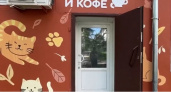 В Гусь-Хрустальном появилось необычное заведение для любителей кошек