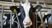Во Владимирской области пройдёт конкурс доения коров